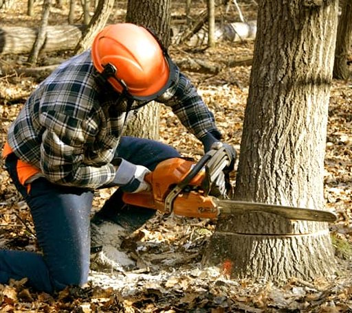 Tree Removal in Rowena, TX